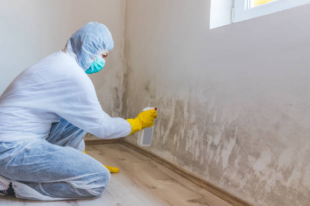 Licensed Mold Removal service in Saugatuck, MI - WQB Mold Removal
